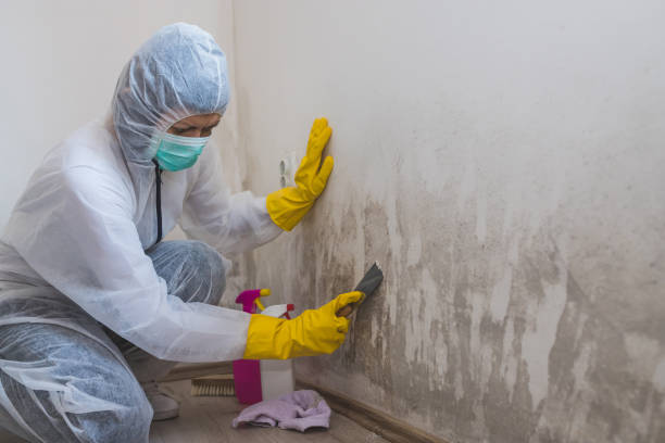 Best Industrial Mold Remediation  in Homerville, GA