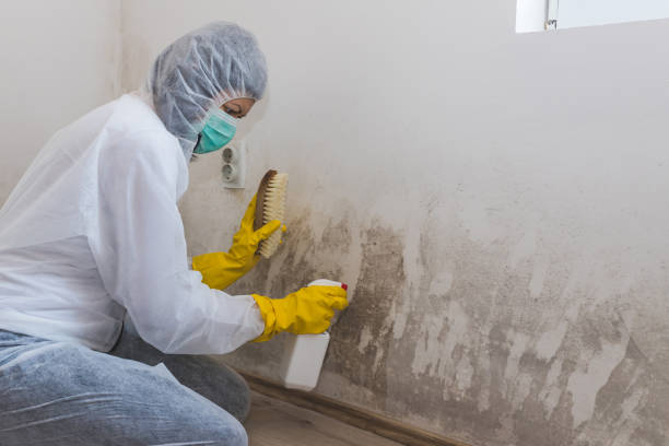 Professional Mold Removal in Homerville, GA