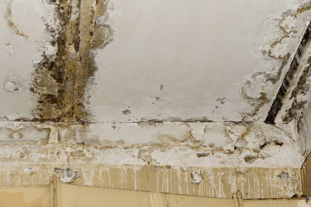 Best Black Mold Removal  in Homerville, GA