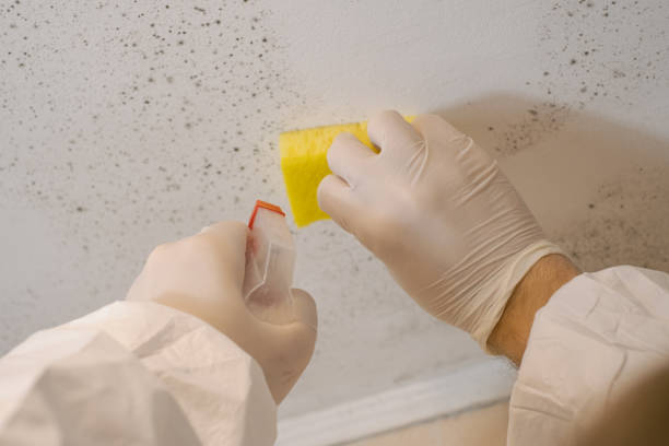 Best Post-Construction Mold Inspection  in Homerville, GA