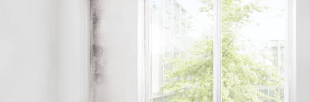 Best Comprehensive Air Testing for Mold Contaminants  in Homerville, GA
